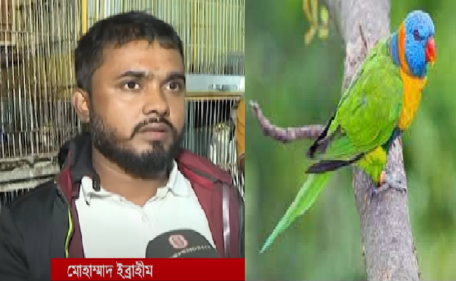 টঙ্গীতে বিরল প্রজাতির পাখির ছানা উদ্ধার!